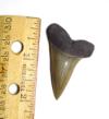 Fossil Mako Shark Tooth